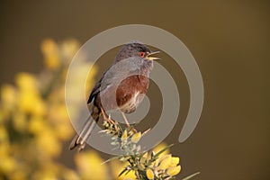 Dartford warbler, Sylvia undata,