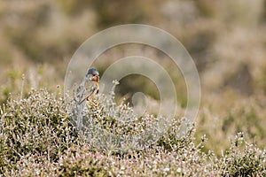 Dartford warbler (Sylvia undata)