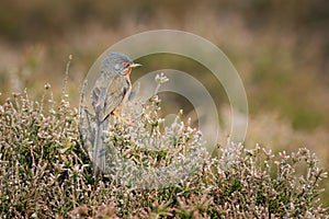 Dartford warbler Sylvia undata