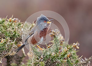 Dartford Warbler - Sylvia undata singing.