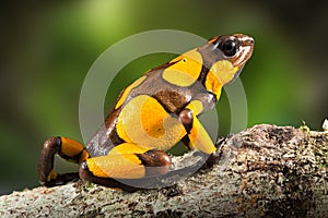 Dartfrog or harlequin poison dart frog, Oophaga histrionica photo