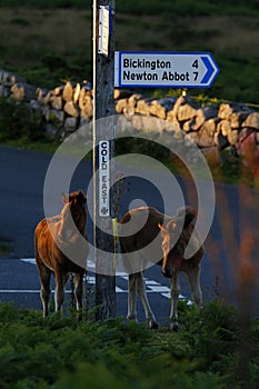 Dartmoor Foals at Cold East Cross