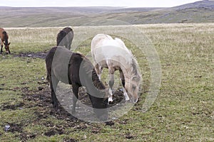 Dartmoor Foals Grazing