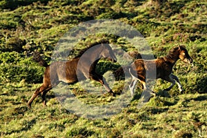 Dartmoor Foals Playing