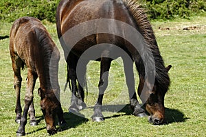 Dartmoor Mare & Foal