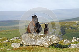 Dartmoor mare with new born foal