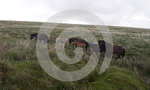 Dartmoor mares with foals