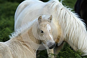 Dartmoor Palomino Foal