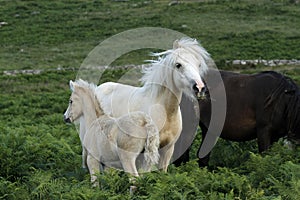 Dartmoor Palomino Mare & Foal