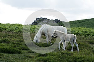 Dartmoor Palomino Mare & Foal