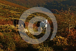 Dartmoor ponies