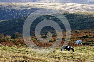 Dartmoor ponies