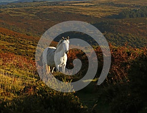 Dartmoor ponies