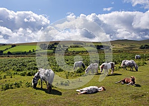 Dartmoor ponies