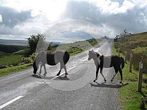 Dartmoor ponies