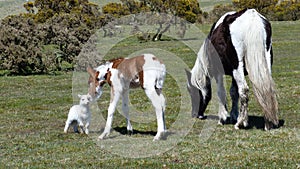 Dartmoor ponies on Bodmin Moor South West England