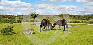 Dartmoor Ponies on Dartmoor National Park Devon