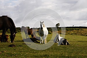 Dartmoor ponies grazing the slopes of Haytor