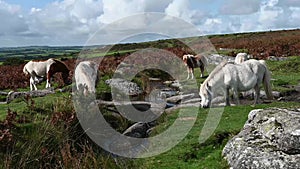 Dartmoor ponies grazing on a sunny windy day