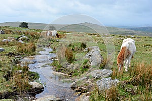 Dartmoor ponies on the high moors, UK