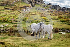 Dartmoor Ponies near Saddle Tor, Dartmoor, Devon UK
