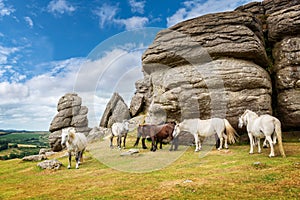 Dartmoor Ponies near Saddle Tor, Dartmoor, Devon UK photo