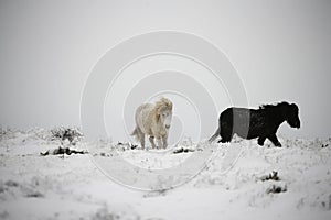 Dartmoor ponies in the snow