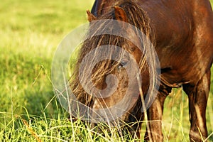 Dartmoor ponies stallion & mare