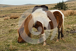 Dartmoor Pony