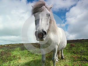 Dartmoor Pony