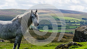 Dartmoor Pony