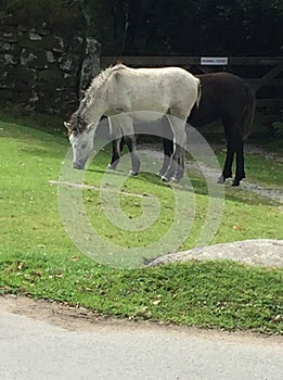 Dartmoor pony at Burrator Reservoir