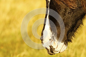 Dartmoor pony muzzle