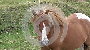 Dartmoor pony. Dartmoor national park UK