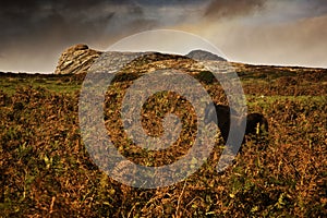 Dartmoor pony among the ferns with tor in the background