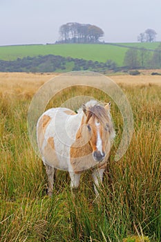 Dartmoor pony in field