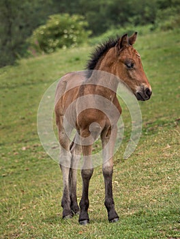 Dartmoor pony foal in closeup.