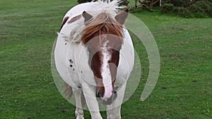 Dartmoor pony getting friendly