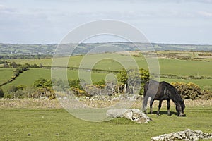 Dartmoor pony