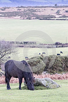 Dartmoor Pony Grazing