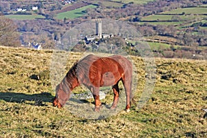 Dartmoor pony grazing