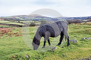 Dartmoor Pony Grazing