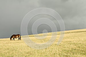 Dartmoor pony grazing before a storm