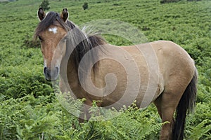 Dartmoor Pony (horse) surrounded by vegetation