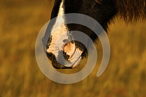 Dartmoor pony muzzle