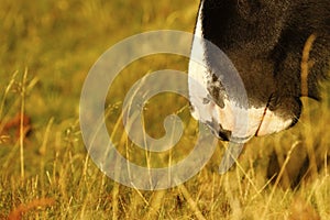 Dartmoor pony muzzle
