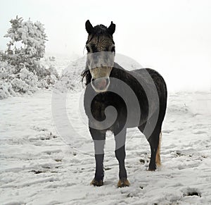Dartmoor Pony in the Snow