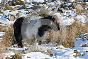 Dartmoor pony in the snow on Dartmoor in winter