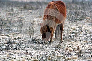 Dartmoor Pure Breed