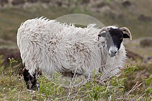 Dartmoor Sheep